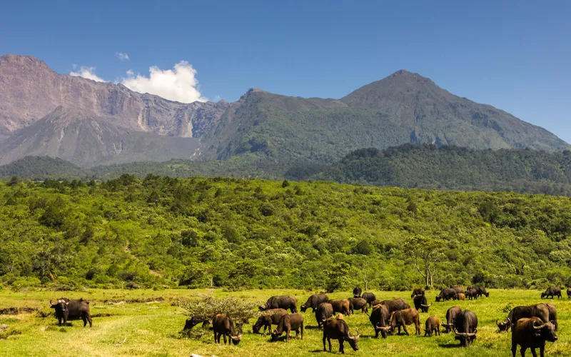 Buffalo grazing below Mount Meru in Arusha National Park